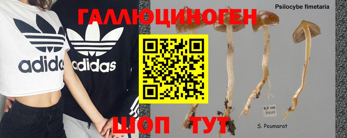 Галлюциногенные грибы GOLDEN TEACHER Апшеронск